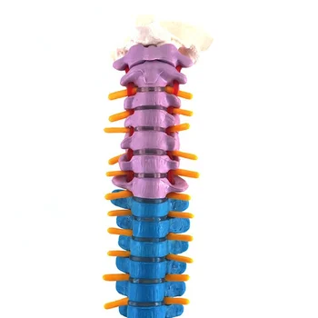 45 CM Farba Vertikálne Chrbtice Človeka Anatomické Anatómie model Lekárske chrbtice kostra model spotrebný materiál na vyučovanie